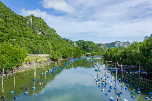 shrimp farm thailand