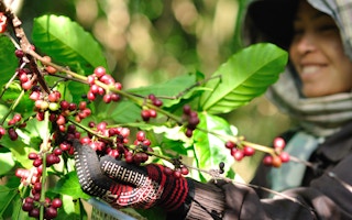 coffee farmer laos