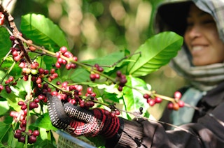 coffee farmer laos