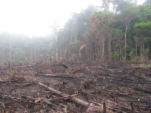 amazon forest fire