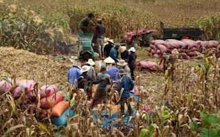 vietnam farmers harvest yellow corn