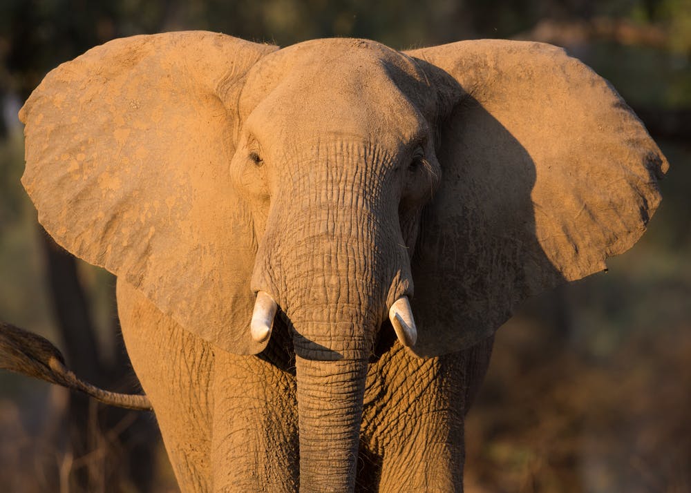 elephant from central africa