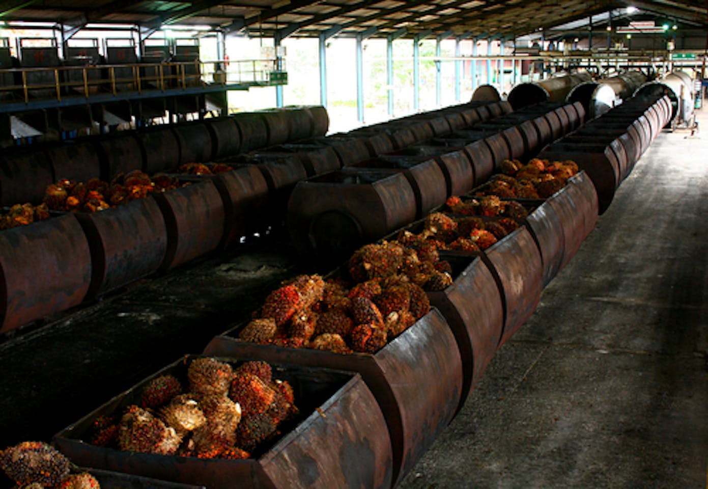 Pln To Increase Palm Oil Use News Eco Business Asia Pacific