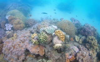 corals gbr