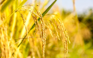 Golden rice GMO