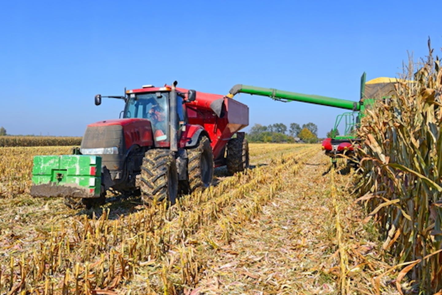 Corn for biofuel