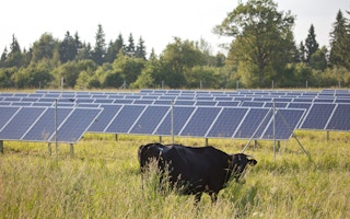 cow in field solar