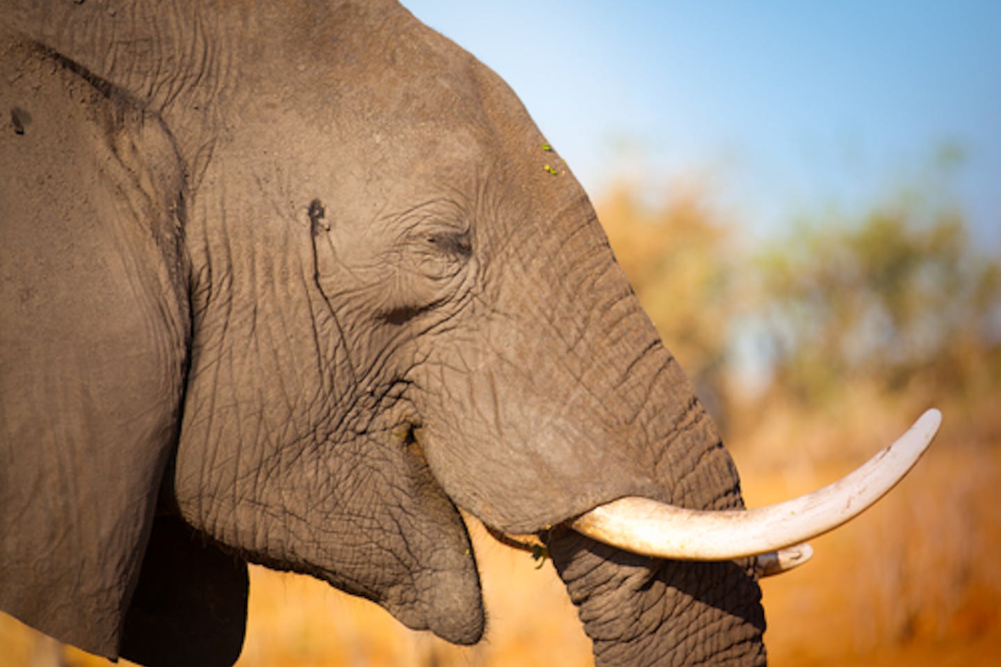 Elephants in the wild