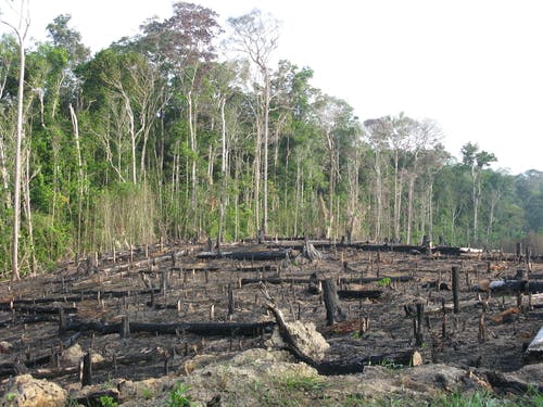 Amazon forest degradation deforestation