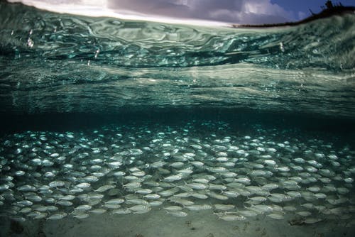 marine fisheries Indonesia