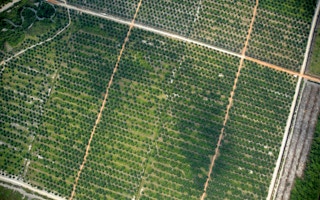 plantations aerial grid