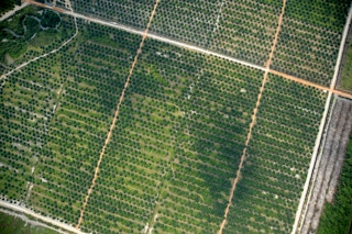 plantations aerial grid