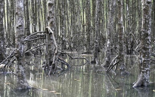 can gio mangroves viet