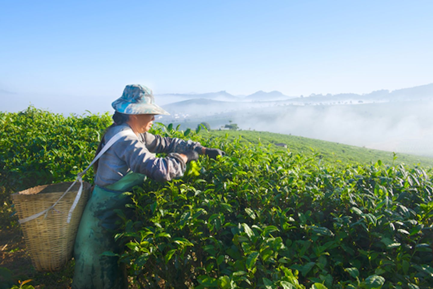 Tea Yunnan China quality