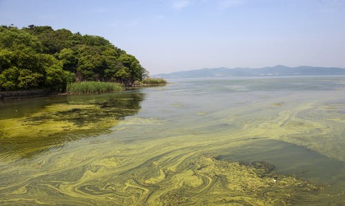 cyanobacteria