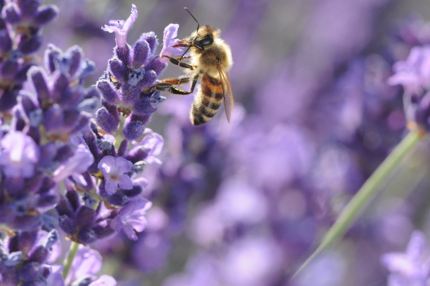bee pollinating flower
