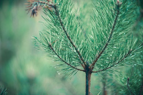 fir tree research