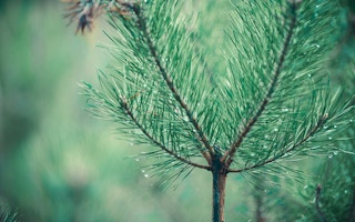 fir tree research