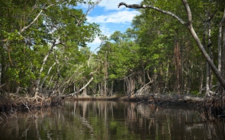 florida mangroves