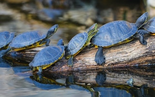 turtles ectotherms