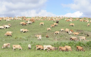 cattle farm sa