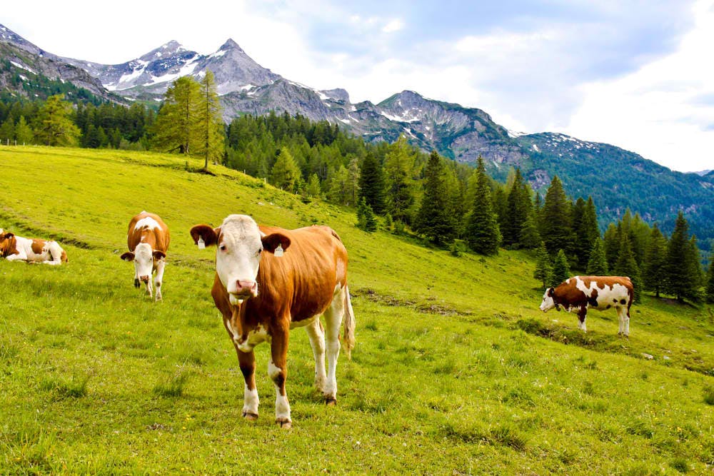 cattle austria