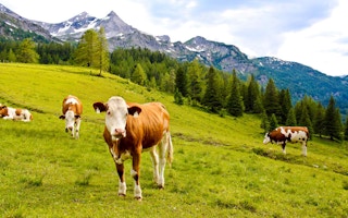 cattle austria