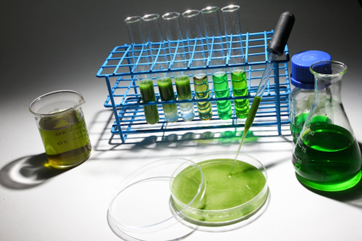 Us Team Makes Oil From Algae Fast News Eco Business Asia Pacific