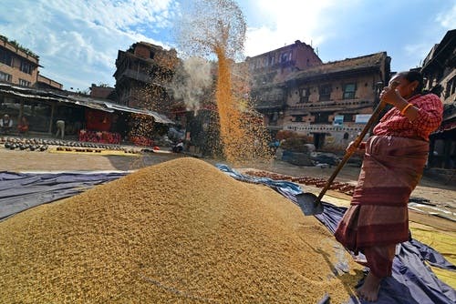 nepal grains 