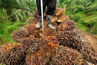 palm oil harvest thailand