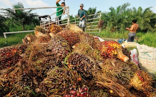 palm oil thailand