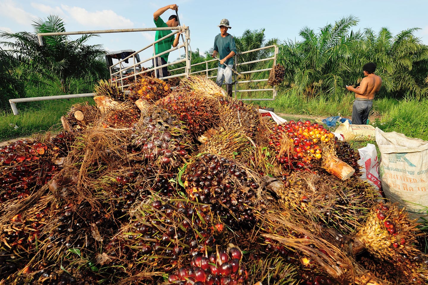palm oil thailand