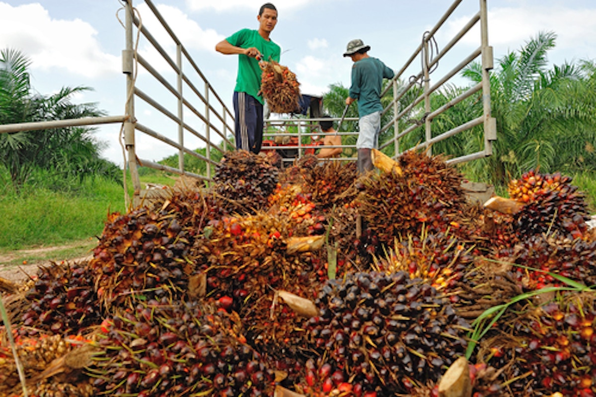  Companies  at risk of sourcing illegal palm  oil  despite 