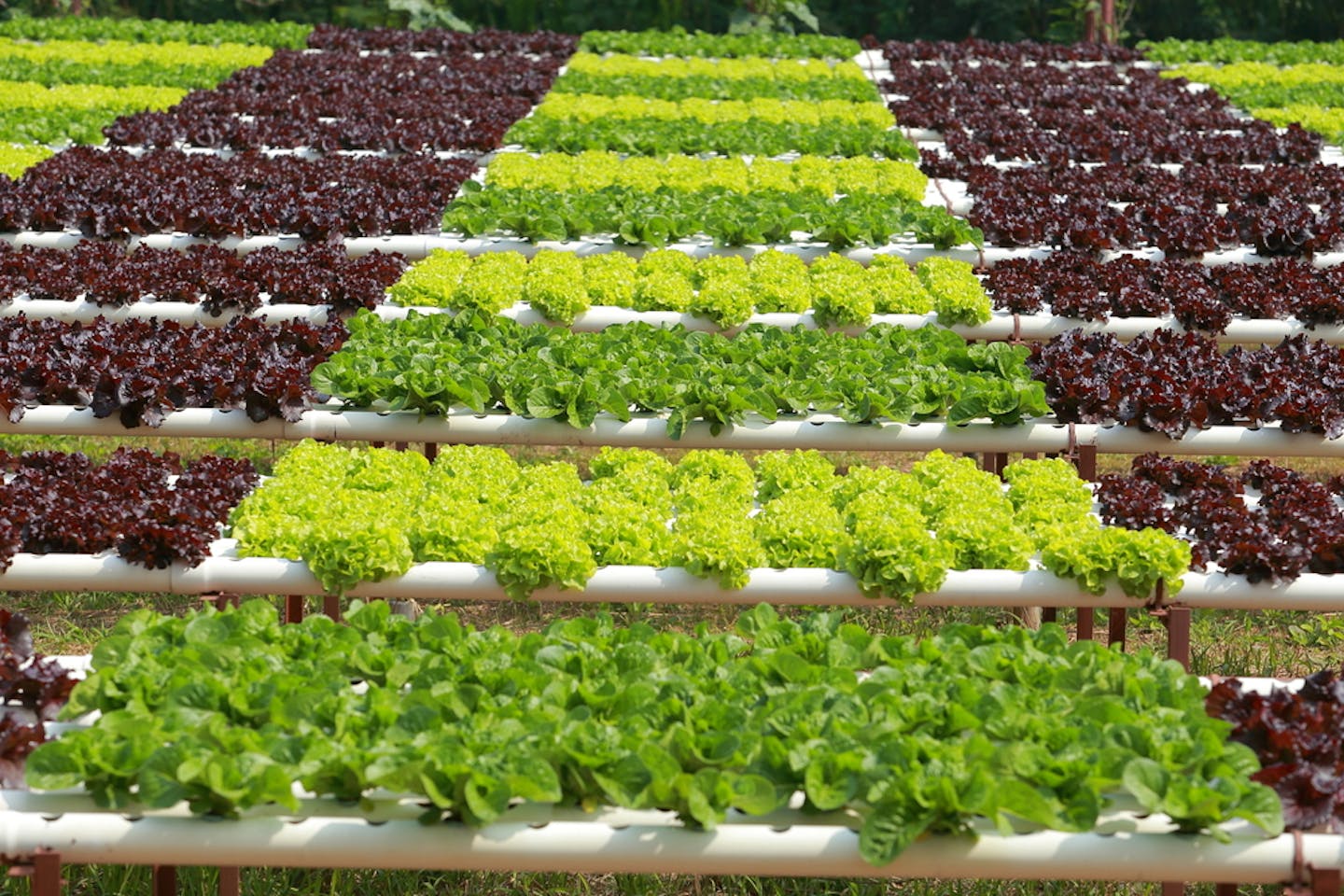 crops cultivation hydrop