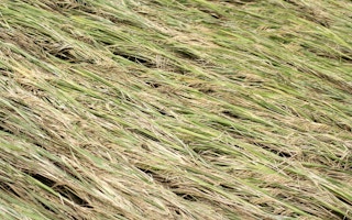 rice paddy crops cyclone india