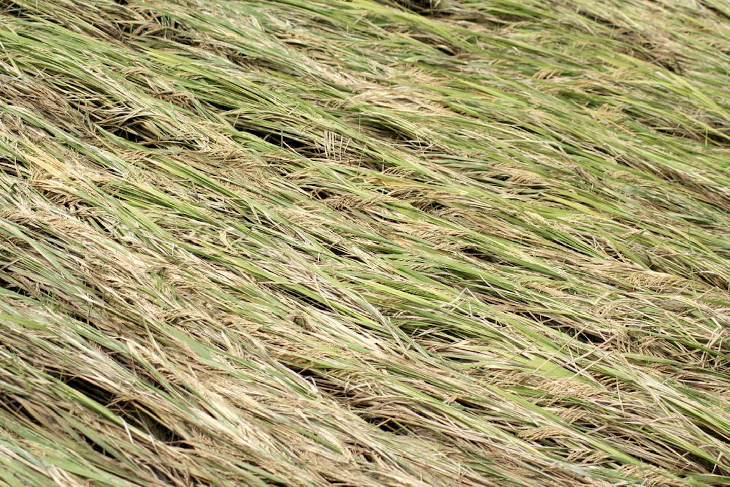 rice paddy crops cyclone india