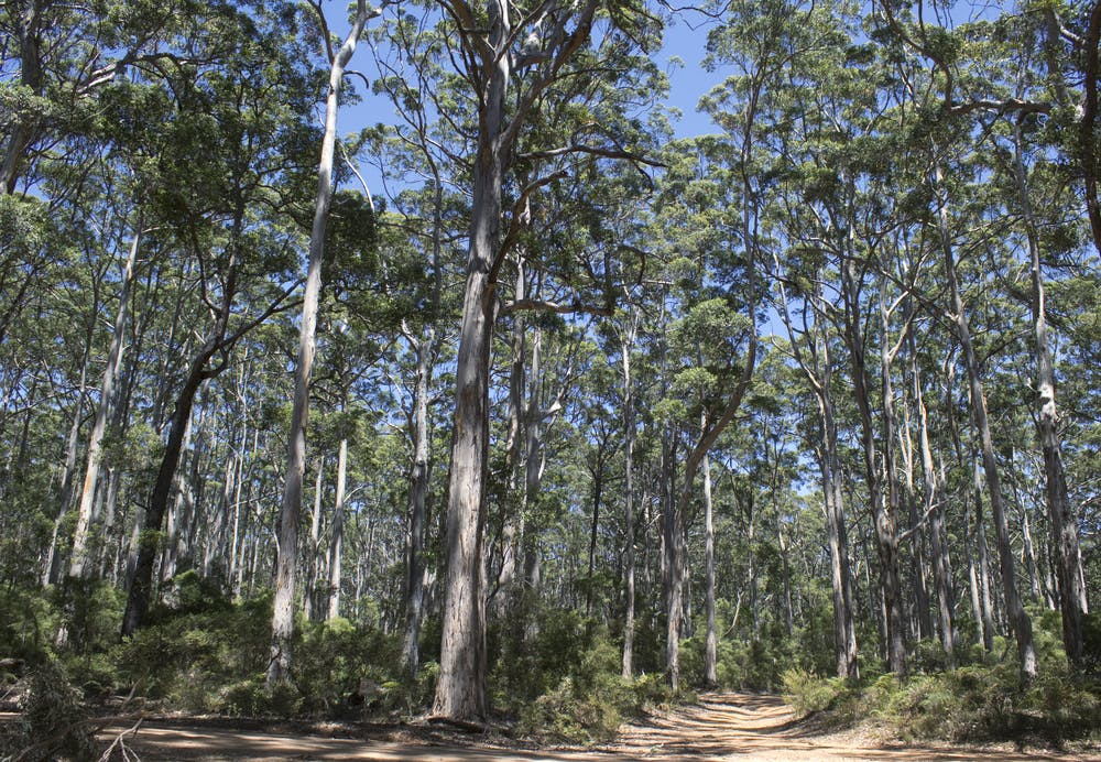 karri forest australia