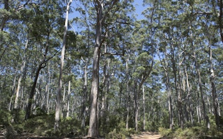 karri forest australia