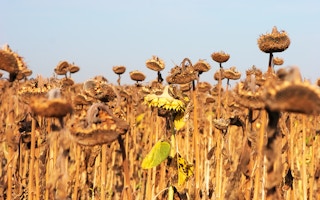 drought sunflowers