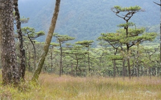 savanna trees