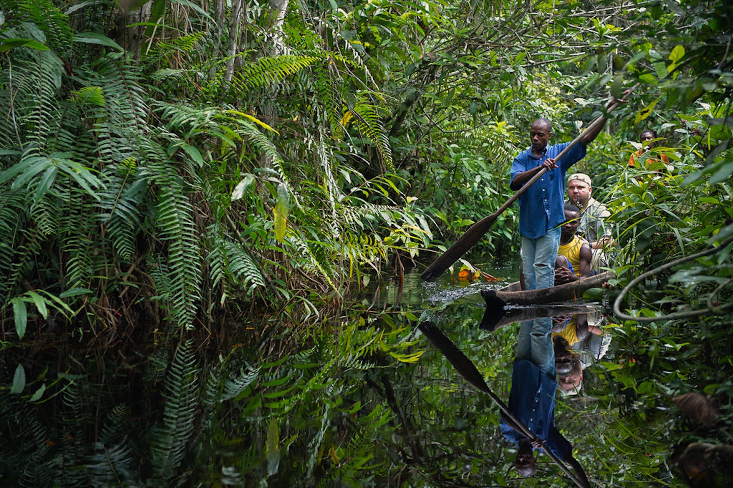 congo rainforest