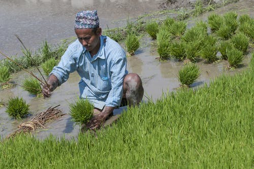 nepal rice farming adaptation