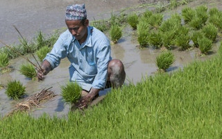 nepal rice farming adaptation