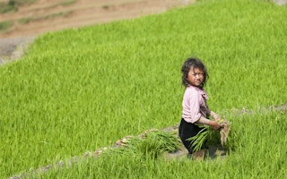 girl rice padi field vietnam