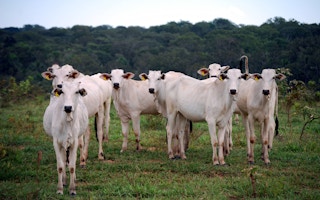 cattle ranch amazon