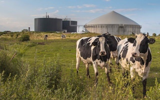 cattle biogas processing plant