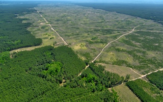 cdp deforestation