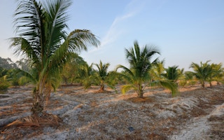 Oil Palm Plantation Asia