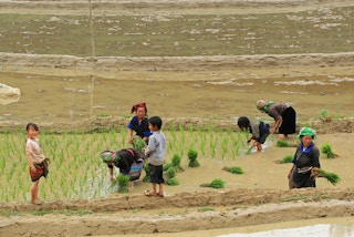 Food security in Asia