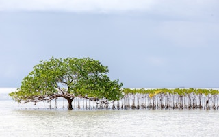 mangroves line up